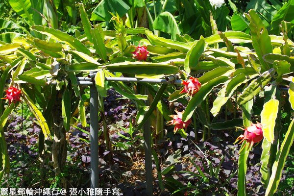 火龍果
