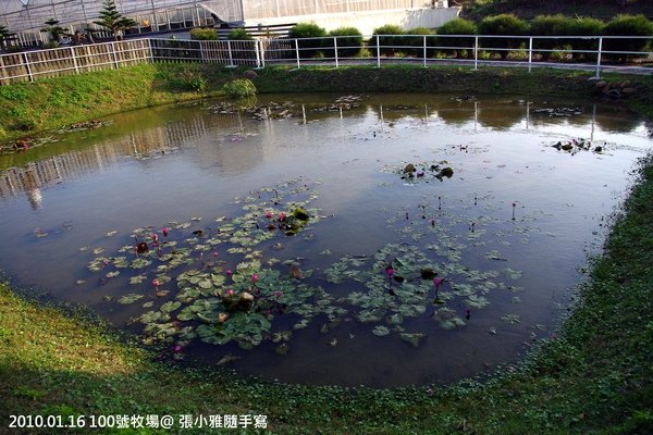 園內水池