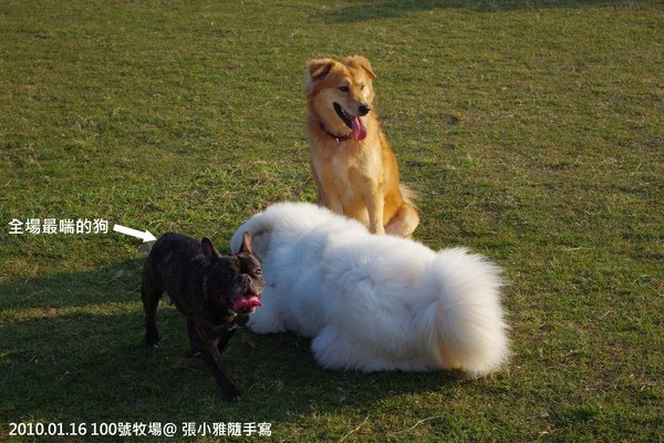 那隻鬥牛犬喘氣有夠大聲