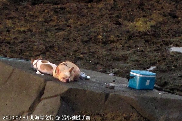 正在打盹等主人釣魚的法國鬥牛犬