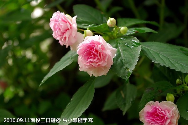 IMGP0655.jpg
