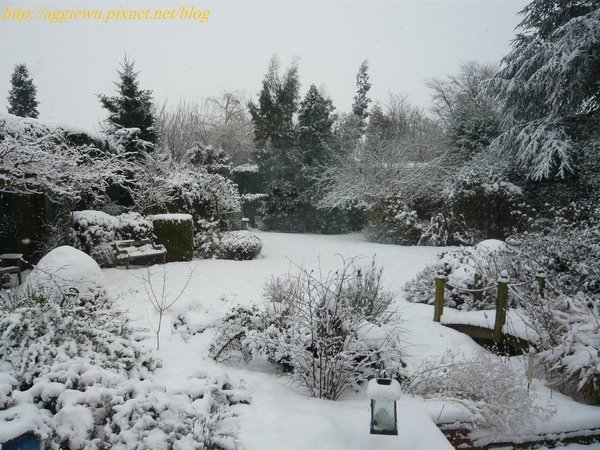 back garden - Feb 5