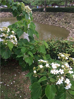 苗栗(客家大院桐花公園)