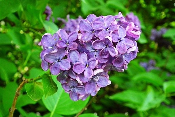 LILAC-2.jpg