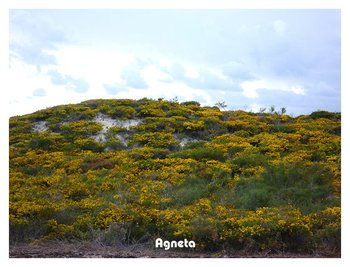 澳洲野花盛開中，滿地都是wattle系列的小黃花