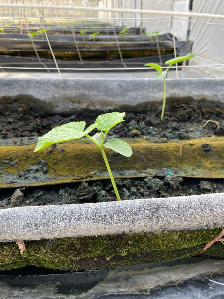 小黃瓜種了四年一直種不好，原來是因為這個地方沒搞好