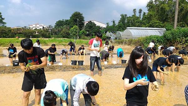 20150917 水田整地、插秧