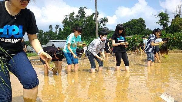 20150917 水田整地、插秧