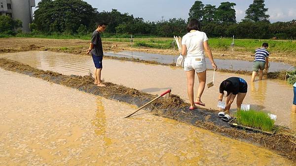 20150917 水田整地、插秧