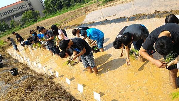 20150917 水田整地、插秧