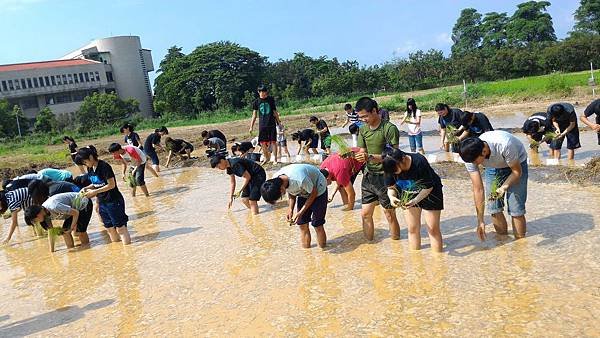 20150917 水田整地、插秧