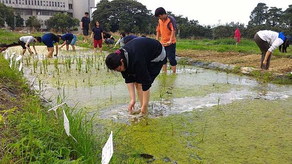 20151015 補植水稻