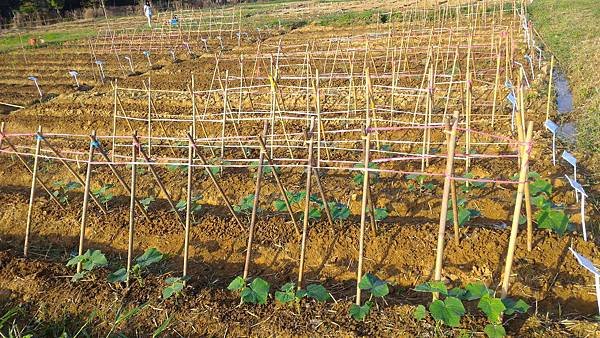 20151029移苗、除草、搭竹架