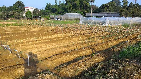 20151029移苗、除草、搭竹架