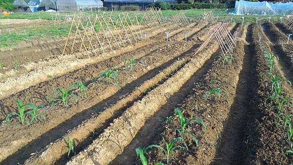 20151029移苗、除草、搭竹架