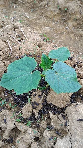 20151029移苗、除草、搭竹架