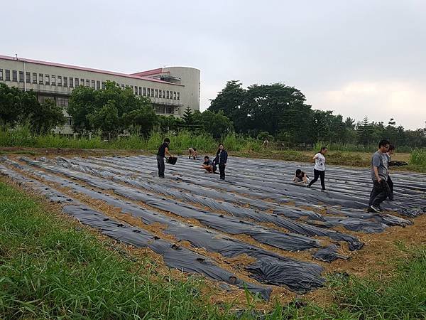 種植台灣藜