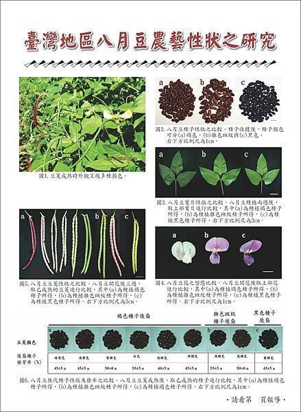 臺灣地區八月豆農藝性狀之研究-彩頁.jpg