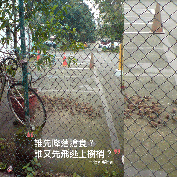 小麻雀
