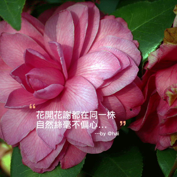 花開花謝