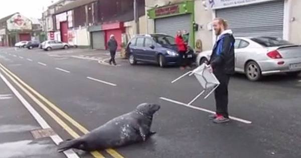 sammy the seal 2 JPG.jpg