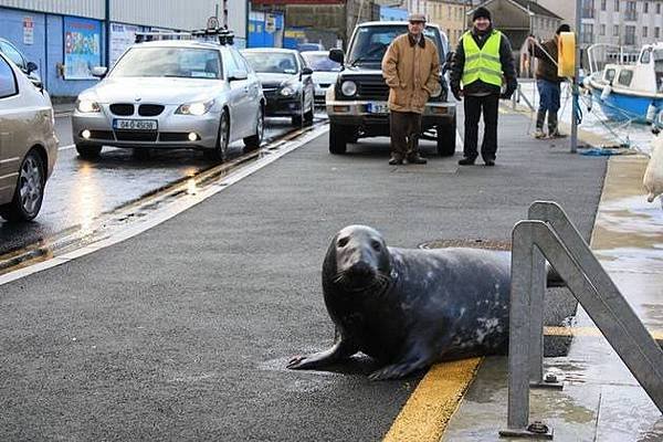 sammy the seal.jpg