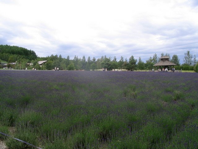 2007_003_北海道_富良野.jpg