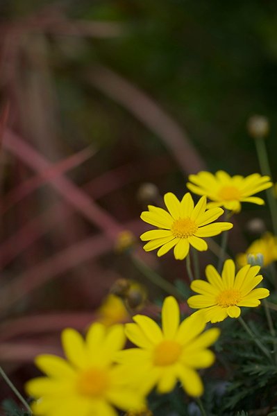 DSC_2662.jpg