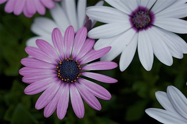DSC_2669.jpg
