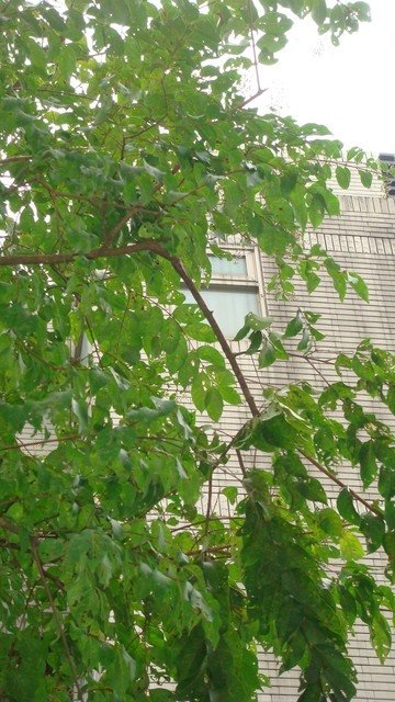 1487430649-20090812-2.jpg