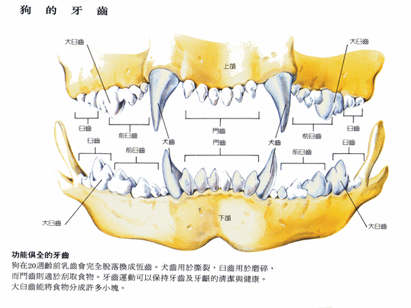狗的牙齒.gif
