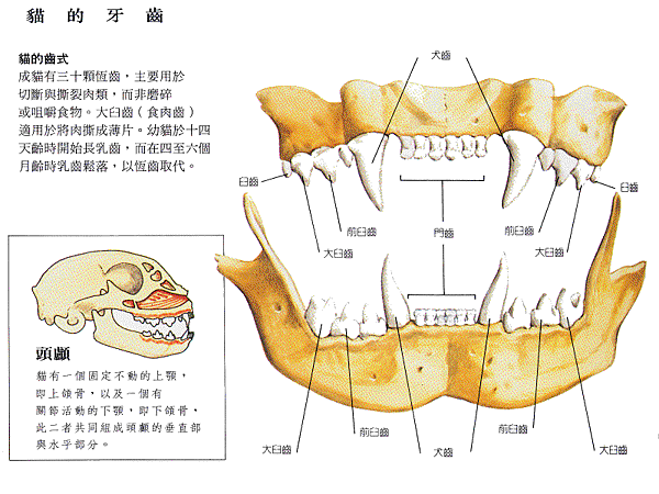 貓的牙齒.gif
