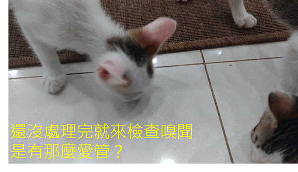 06_使用場景 亂尿清潔-3.png