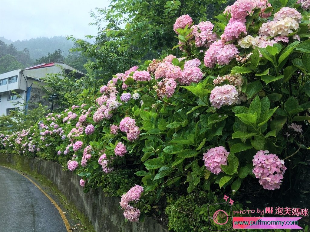 2017/07/04 杉林溪賞繡球花