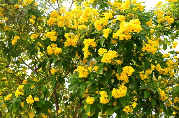 黃花滿樹的季節—戀戀黃鐘花