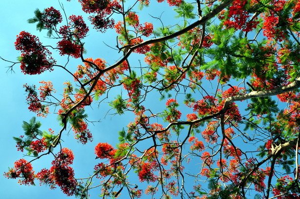 灼灼庭花、青青校園—火紅鳳凰花開滿樹情