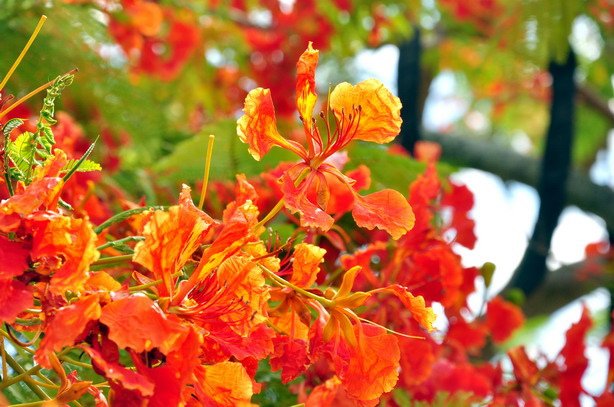 灼灼庭花、青青校園—火紅鳳凰花開滿樹情