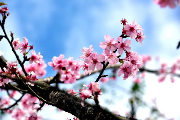 DSC_9909.JPG