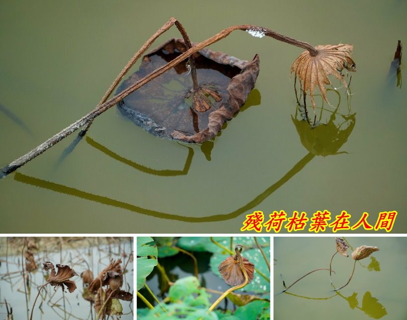 秋冬之際枯荷殘影斜~~芬馨吐盡、影瘦憔悴與誰共
