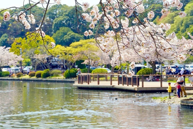 日本東京尋櫻記C~~遊櫻花雪岸的渡假聖地「千波湖」