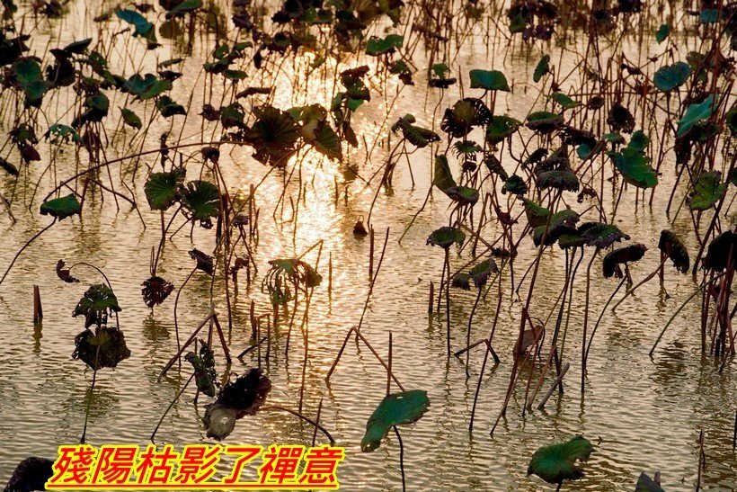 八月秋風破  枯荷殘葉難自嘆