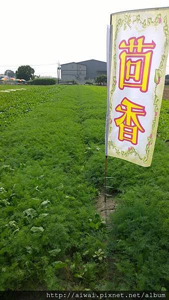 無農藥殘留茴香 (客家香菜)