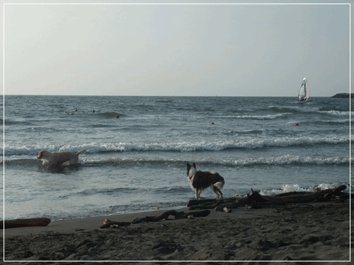 anigif-1.gif
