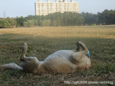 雷恩嚕草.gif