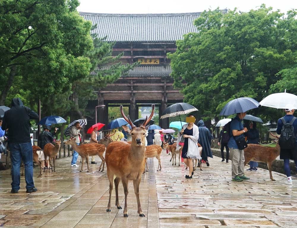 東大寺鹿.jpg