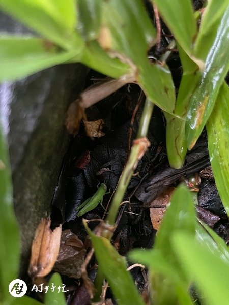 森林蜂味露營區 | 南投露營區推薦 | 埔里鎮 | 獨享水池