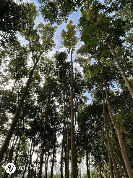 將軍山歐舍營地｜高雄露營區推薦｜內門鄉｜整片桃花心木療癒森林