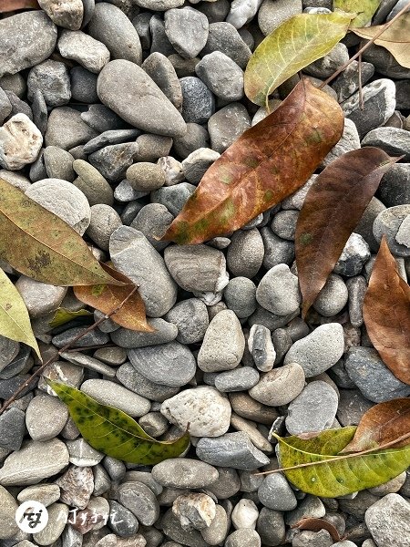 將軍山歐舍營地｜高雄露營區推薦｜內門鄉｜整片桃花心木療癒森林