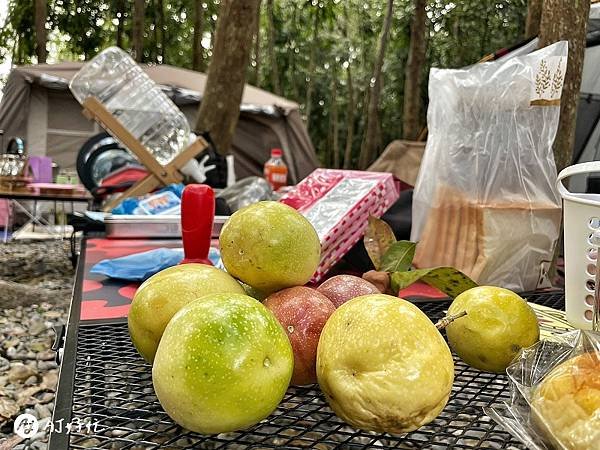 將軍山歐舍營地｜高雄露營區推薦｜內門鄉｜整片桃花心木療癒森林