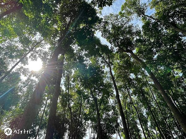 將軍山歐舍營地｜高雄露營區推薦｜內門鄉｜整片桃花心木療癒森林